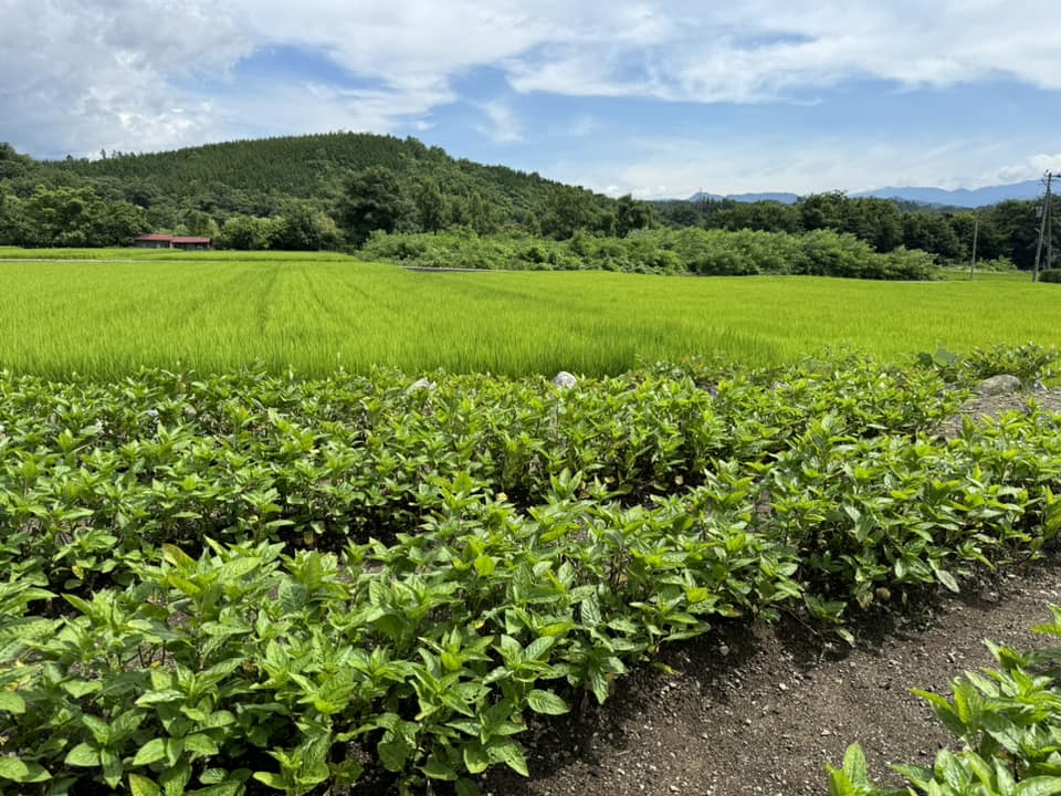 おひるねの会│７月31日(水)実施