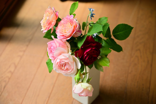 ご近所さんの薔薇